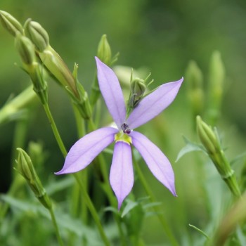 Sternenblume blue (Samen)
