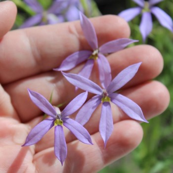 Sternenblume blue (Samen)