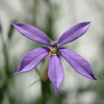 Sternenblume blue (Samen)