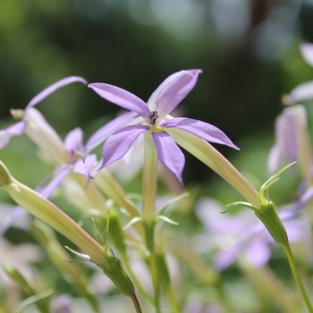 Sternenblume blue (Samen)