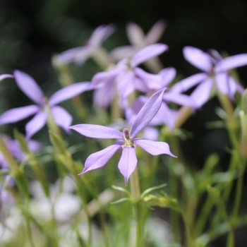 Sternenblume blue (Samen)