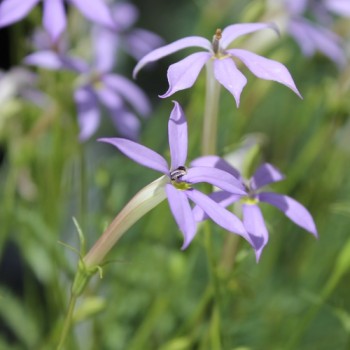 Sternenblume blue (Samen)