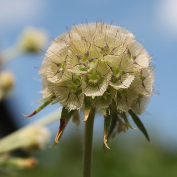 Sternkugel-Scabiose (Samen)
