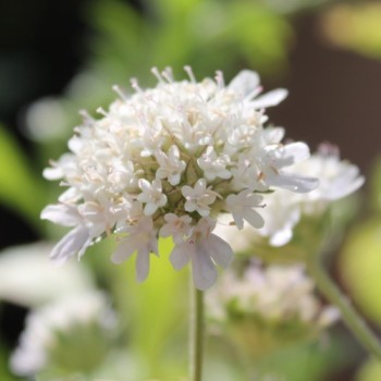 Sternkugel-Scabiose (Samen)