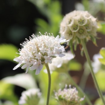 Sternkugel-Scabiose (Samen)