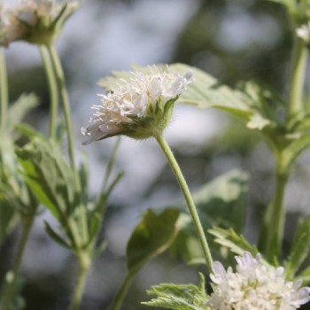 Sternkugel-Scabiose (Samen)