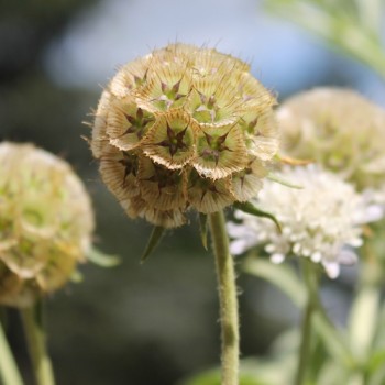 Sternkugel-Scabiose (Samen)