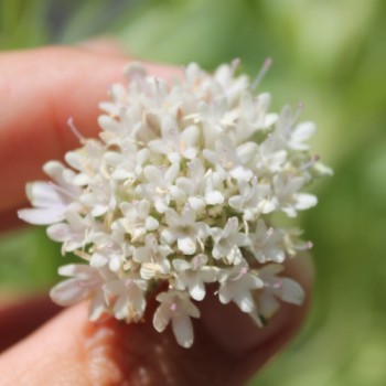 Sternkugel-Scabiose (Samen)