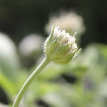 Sternkugel-Scabiose (Samen)
