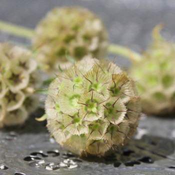 Sternkugel-Scabiose (Samen)