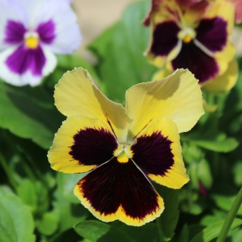 Stiefmütterchen Florist Mix (Samen)