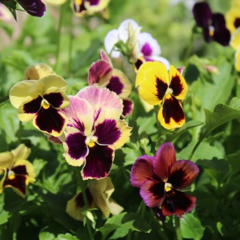 Stiefmütterchen Florist Mix (Samen)