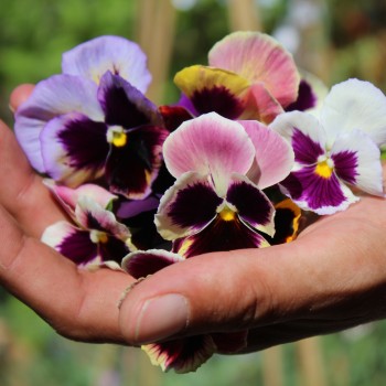 Stiefmütterchen Florist Mix (Samen)