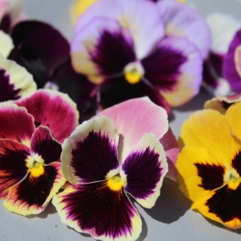 Stiefmütterchen Florist Mix (Samen)