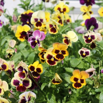 Stiefmütterchen Florist Mix (Samen)