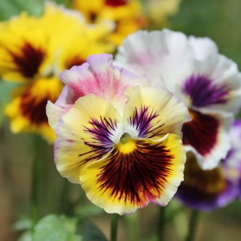 Stiefmütterchen Rococo Mix (Samen)