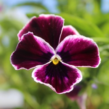 Neu! Stiefmütterchen Springtime Cassis (Samen)