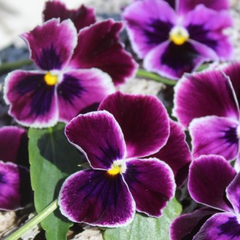Neu! Stiefmütterchen Springtime Cassis (Samen)
