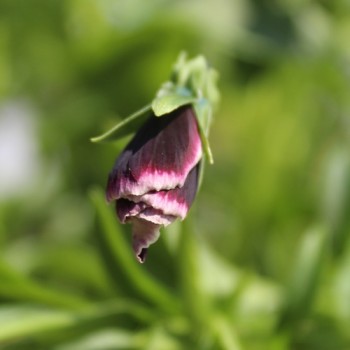 Neu! Stiefmütterchen Springtime Cassis (Samen)