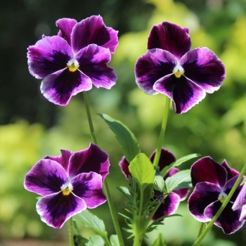 Neu! Stiefmütterchen Springtime Cassis (Samen)
