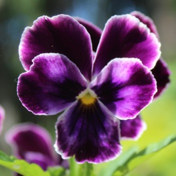 Neu! Stiefmütterchen Springtime Cassis (Samen)