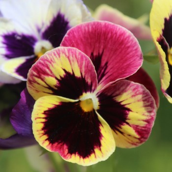 Stiefmütterchen Florist Mix (Samen)