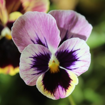 Stiefmütterchen Florist Mix (Samen)