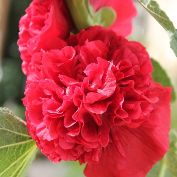 Stockrose Chater's Scarlet (Samen)