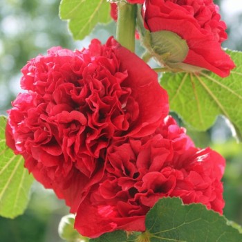 Stockrose Chater's Scarlet (Samen)
