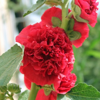 Stockrose Chater's Scarlet (Samen)