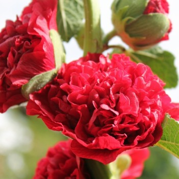 Stockrose Chater's Scarlet (Samen)