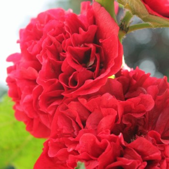 Stockrose Chater's Scarlet (Samen)