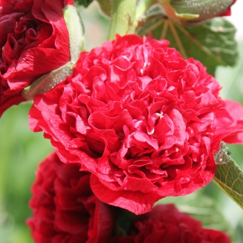 Stockrose Chater's Scarlet (Samen)