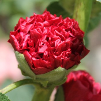 Stockrose Chater's Scarlet (Samen)