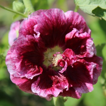 Stockrose Creme de Cassis (Samen)
