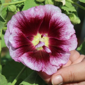 Stockrose Creme de Cassis (Samen)
