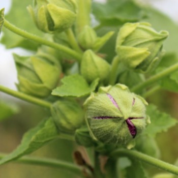 Stockrose Creme de Cassis (Samen)