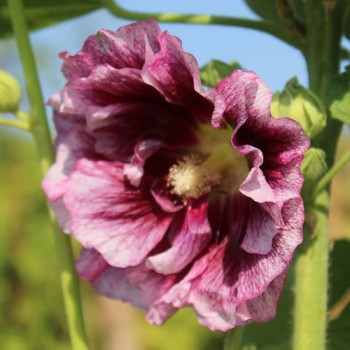 Stockrose Creme de Cassis (Samen)