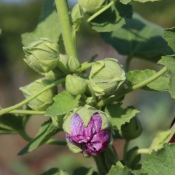 Stockrose Creme de Cassis (Samen)
