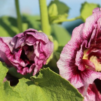 Stockrose Creme de Cassis (Samen)