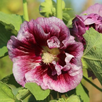 Stockrose Creme de Cassis (Samen)