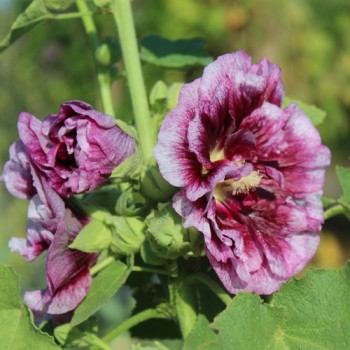 Stockrose Creme de Cassis (Samen)