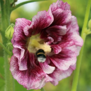 Stockrose Creme de Cassis (Samen)