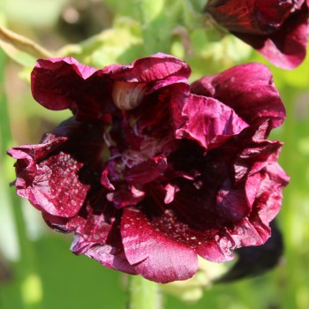 Stockrose Majorette Double Brown Red (Samen)