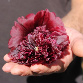 Stockrose Majorette Double Brown Red (Samen)