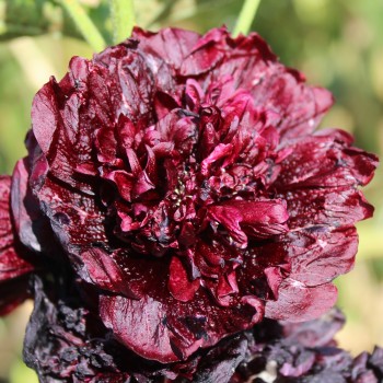 Stockrose Majorette Double Brown Red (Samen)