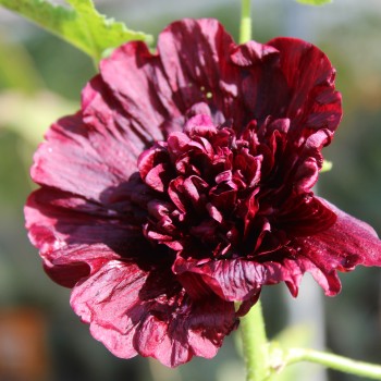 Stockrose Majorette Double Brown Red (Samen)