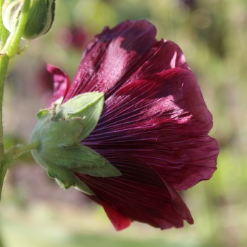 Stockrose Majorette Double Brown Red (Samen)