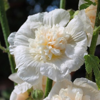 Stockrose Majorette Double Champagne (Samen)