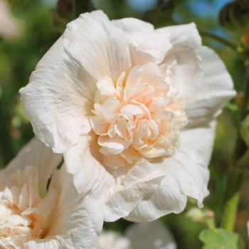 Stockrose Majorette Double Champagne (Samen)